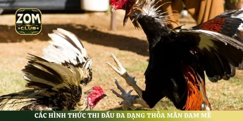 Các hình thức thi đấu đa dạng thỏa mãn đam mê của mọi dân cược