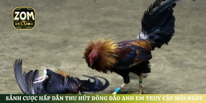 Sảnh cược hấp dẫn thu hút đông đảo anh em truy cập mỗi ngày